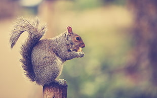 brown squirrel eating nuts during daytime HD wallpaper